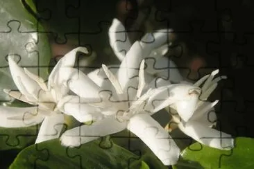 fleurs de cafÃ©ier jigsaw puzzle