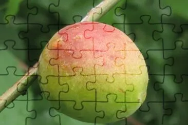 æ¡ƒå­ jigsaw puzzle