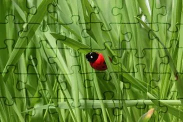 MARSU jigsaw puzzle