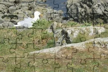 MARSU jigsaw puzzle