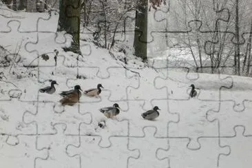 MARSU jigsaw puzzle