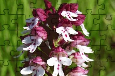 orchis
