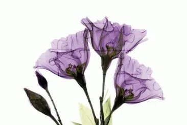 Purple Gentiaan