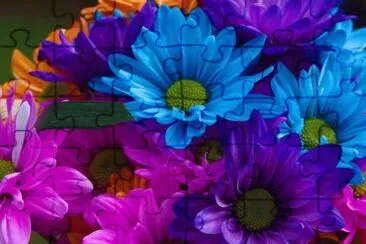Colorful Flowers