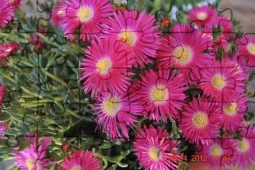 fiori