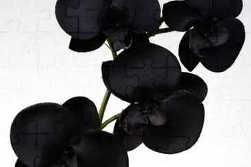orchidÃ©e