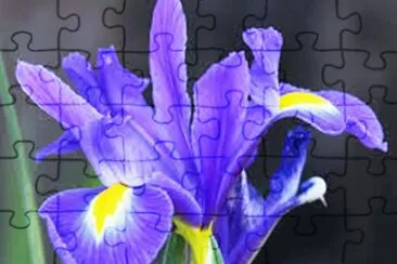 פאזל של Iris