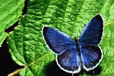 Borboleta Azul