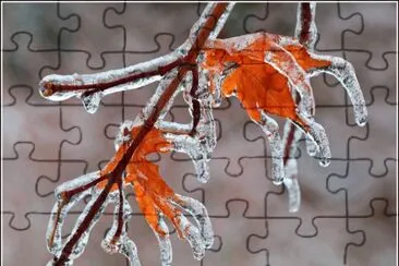 Flor jigsaw puzzle