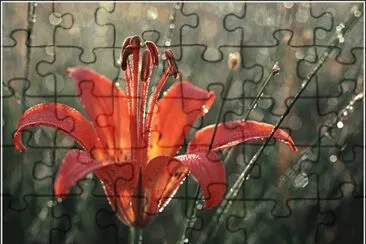 flor jigsaw puzzle