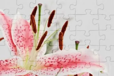 MARSU jigsaw puzzle