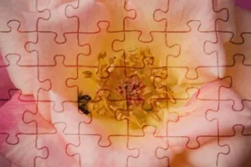MARSU jigsaw puzzle