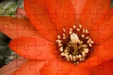 MARSU jigsaw puzzle