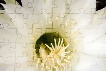 MARSU jigsaw puzzle