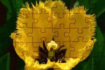 MARSU jigsaw puzzle