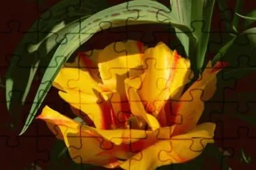 MARSU jigsaw puzzle