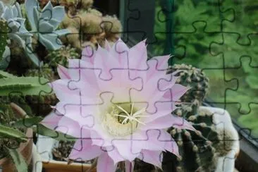 fleur de cactus jigsaw puzzle
