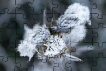 MARSU jigsaw puzzle