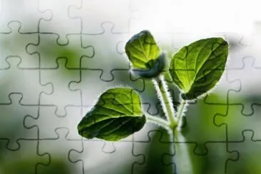 MARSU jigsaw puzzle