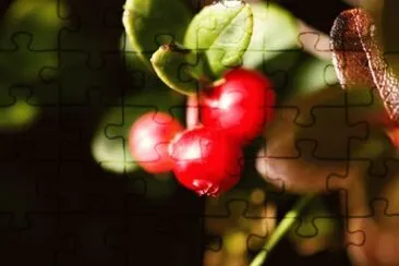 MARSU jigsaw puzzle