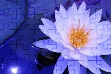 Flor de Loto jigsaw puzzle