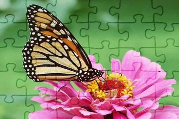 Mariposa en Flor 2 jigsaw puzzle