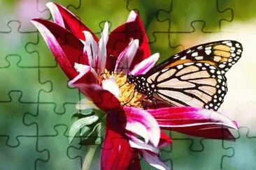 Mariposa en flor jigsaw puzzle