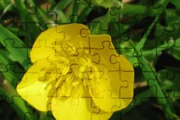 bouton d 'or jigsaw puzzle