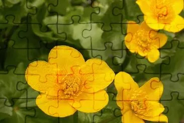 boutons d 'or jigsaw puzzle