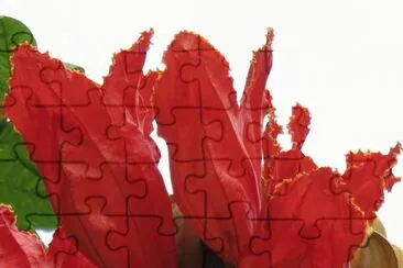 ç«ç„°èŠ± jigsaw puzzle