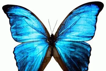 Blue Butterfly