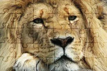 The King of the animals