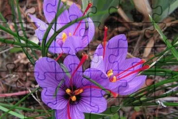 Purple Crocus  with Natural  Red Saffron jigsaw puzzle