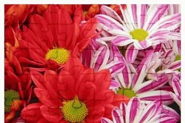 flores cada metade vermelha