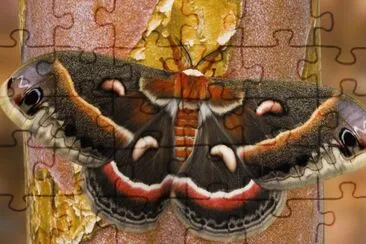 Giant Butterfly