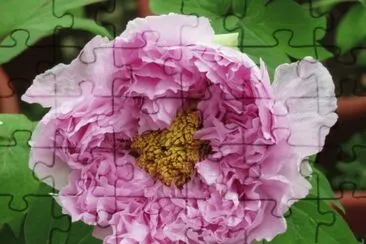 ç‰¡ä¸¹èŠ±