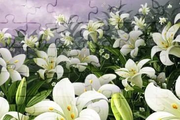 Field of white Flowers