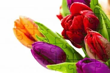 Dutch Tulips