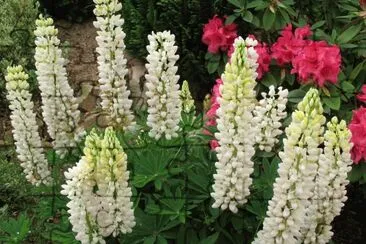 lupins