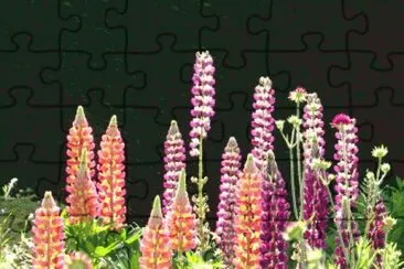 lupin