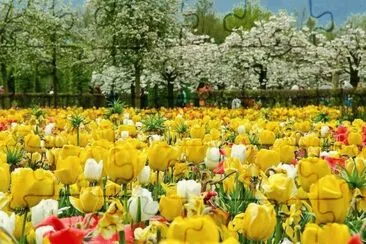 natureza jigsaw puzzle