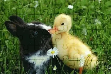 animais jigsaw puzzle