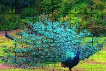 paon jigsaw puzzle