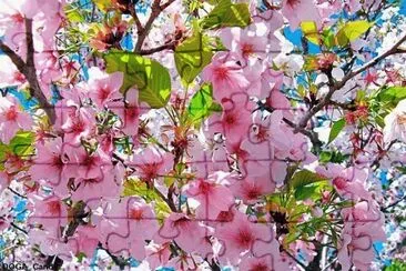 fleurs de pÃªcher jigsaw puzzle