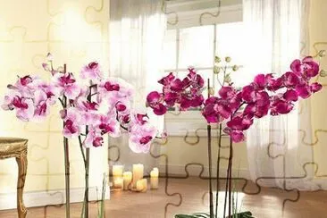 fleurs: orchidÃ©es