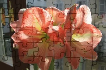 AMARYLLIS jigsaw puzzle