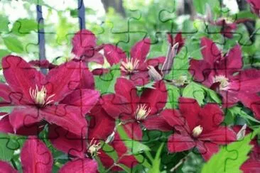 fleurs: clematite