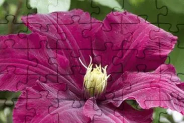 fleurs: clematite