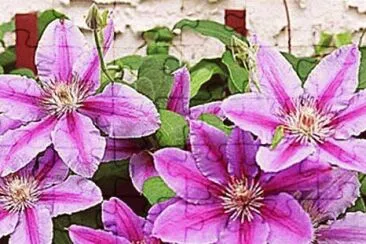fleurs: clematite