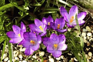 fleurs: crocus
